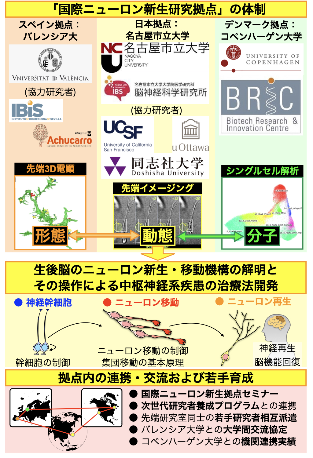 NeuRIC Neurogenesis Research & Innovation Center (NeuRIC) 国際ニューロン新生研究拠点
